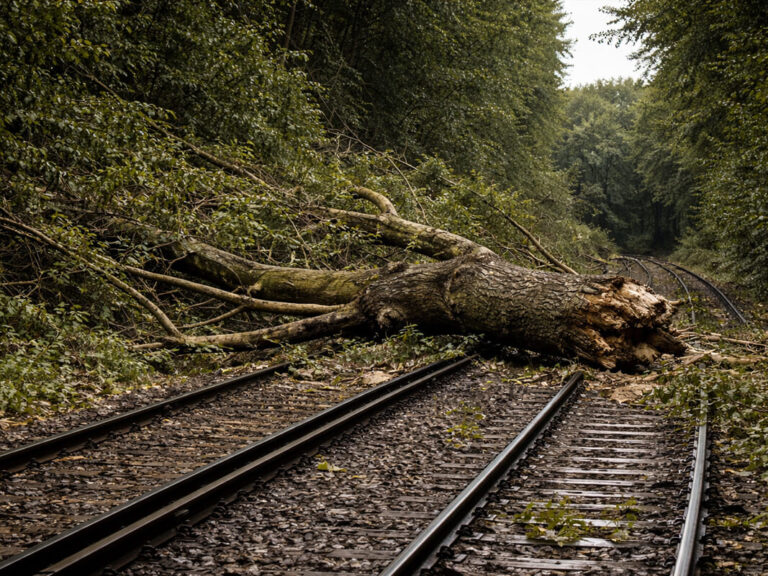 Why You May Need Emergency Tree Removal