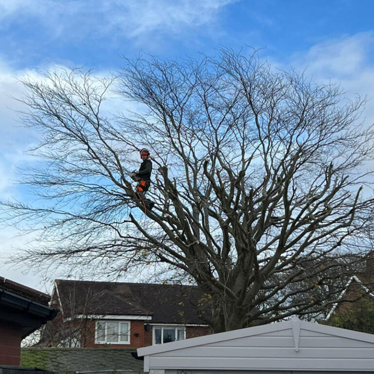 Local Tree Pruning Near Me in Atherton