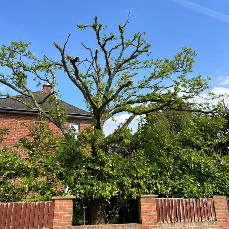 Professional Tree Pruning in Atherton
