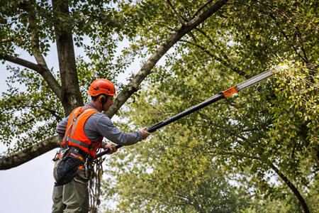 Tree Pruning