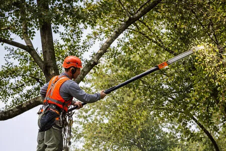 Tree Pruning
